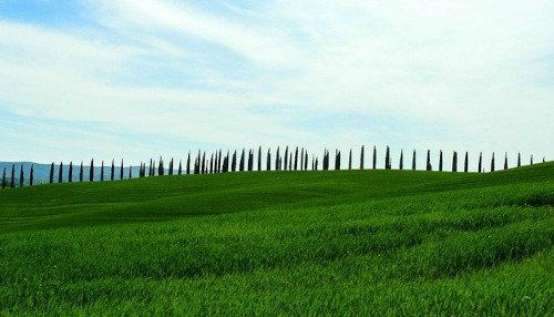 Tuscan cypresses